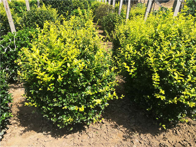 沭陽(yáng)長(zhǎng)景園林金葉女貞球種植基地實(shí)拍圖片