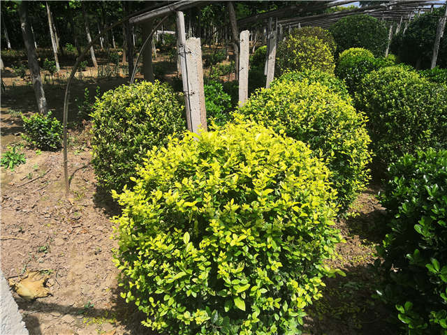 沭陽(yáng)長(zhǎng)景園林金葉女貞球種植基地實(shí)拍圖片