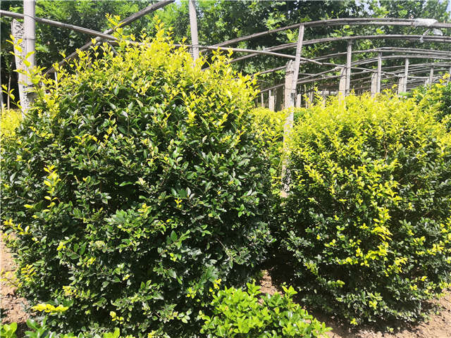 沭陽(yáng)長(zhǎng)景園林金葉女貞球種植基地實(shí)拍圖片