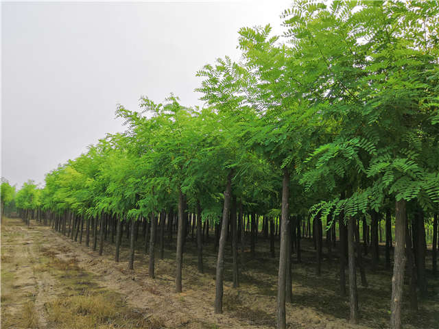 沭陽(yáng)長(zhǎng)景園林刺槐種植基地實(shí)拍圖片