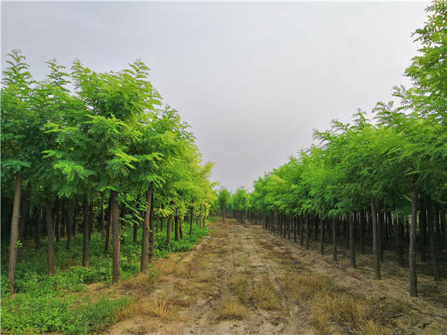 沭陽(yáng)長(zhǎng)景園林刺槐種植基地實(shí)拍圖片