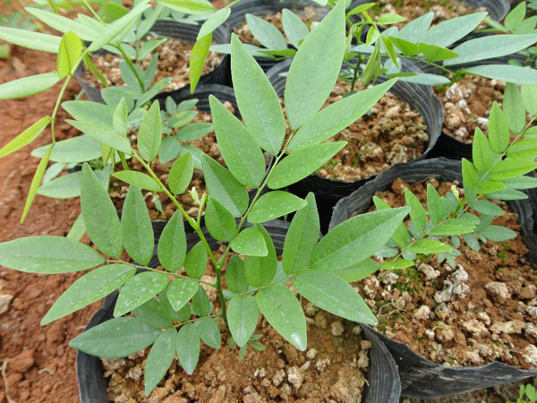 黃花梨