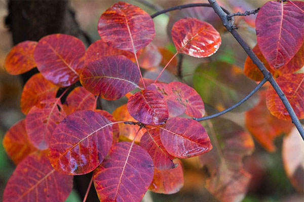 紅葉黃櫨3.jpg