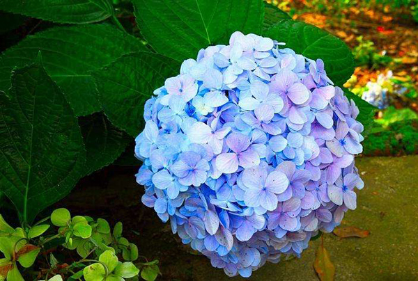 繡球花