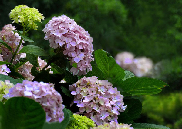 繡球花