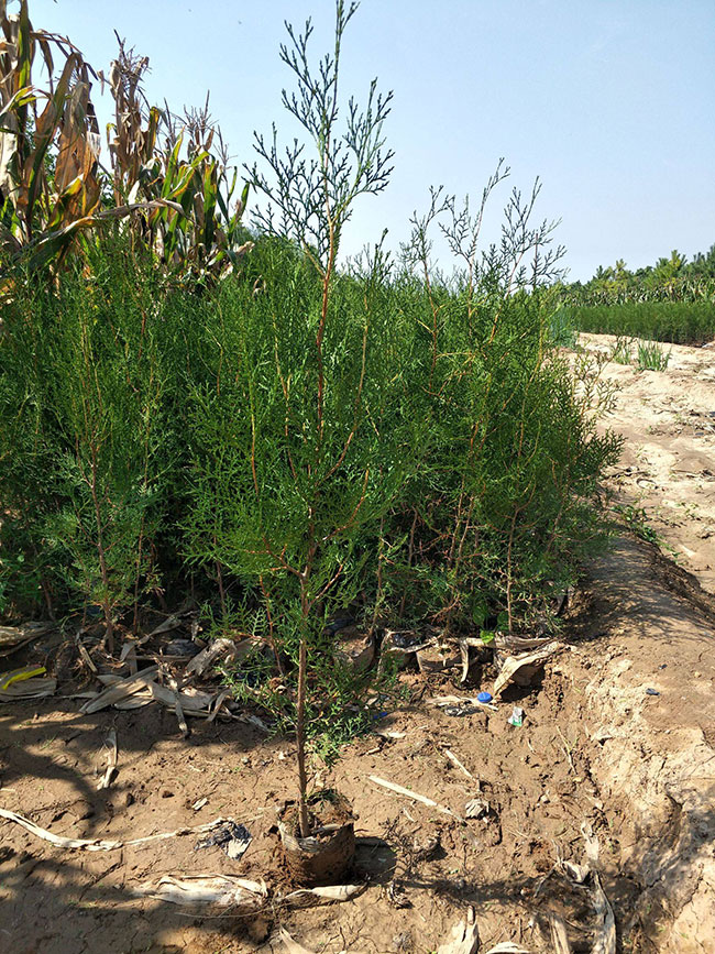 側(cè)柏苗種植間距多少?側(cè)柏苗種植方法