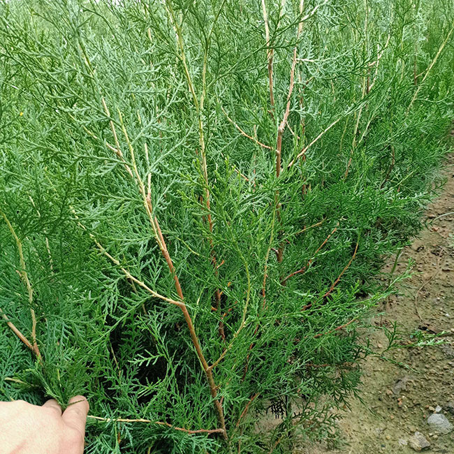 側(cè)柏苗種植間距多少?側(cè)柏苗種植方法