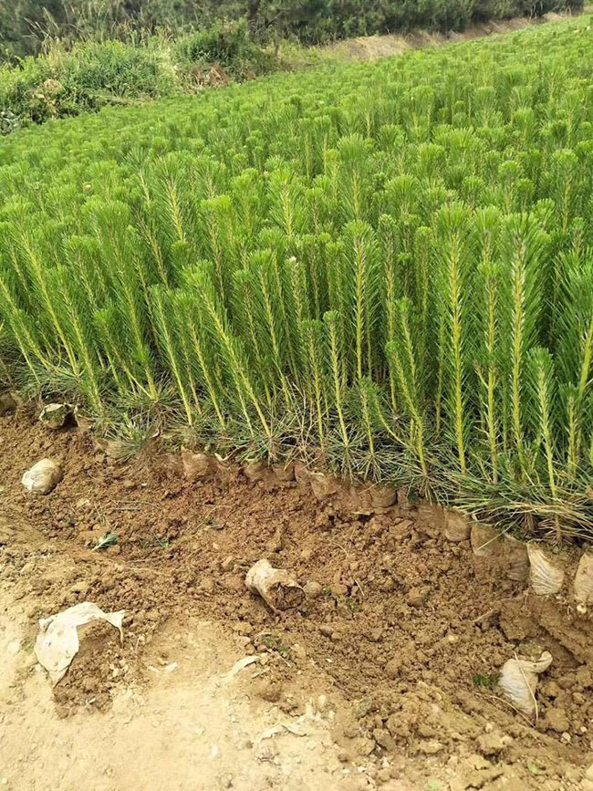 黑松價(jià)格行情，2019年最新黑松基地批發(fā)報(bào)價(jià)