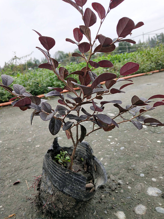紅花繼木多少錢一棵?2020年紅花繼木價格最新價格