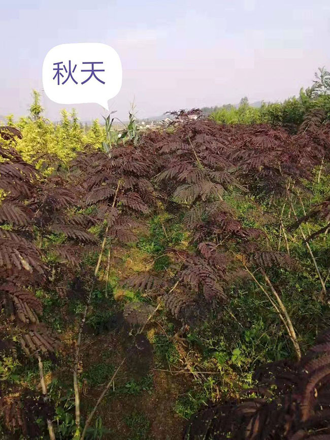 紫葉合歡樹的前景如何?紫葉合歡市場前景分析 紫葉合歡樹的前景如何?紫葉合歡市場前景分析