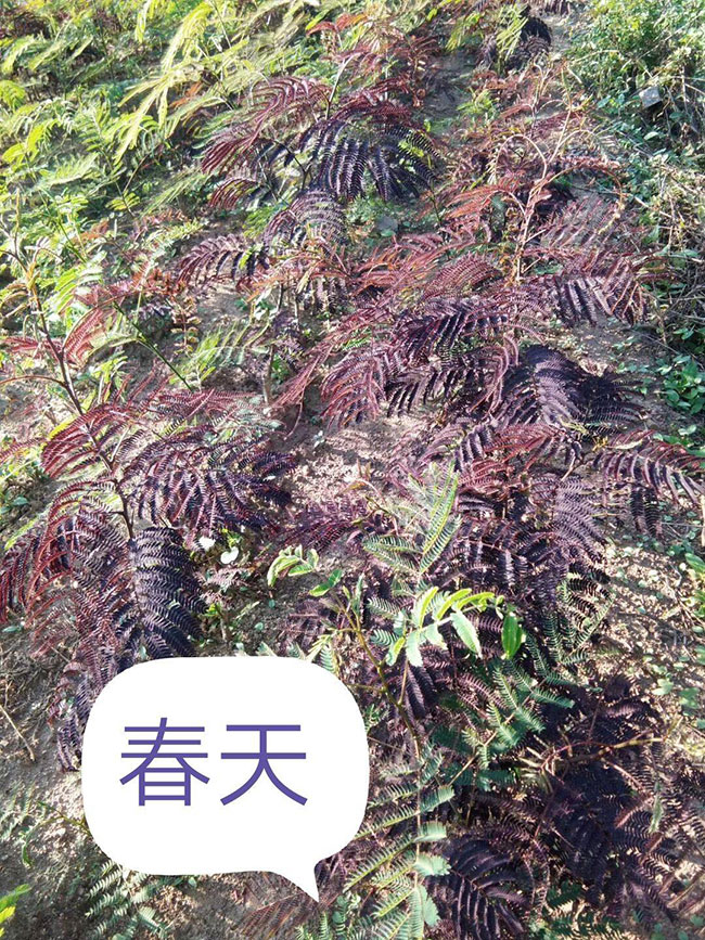 紫葉合歡樹的前景如何?紫葉合歡市場前景分析 紫葉合歡樹的前景如何?紫葉合歡市場前景分析