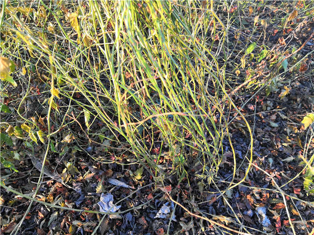 棣棠種植基地實拍 棣棠種植基地實拍