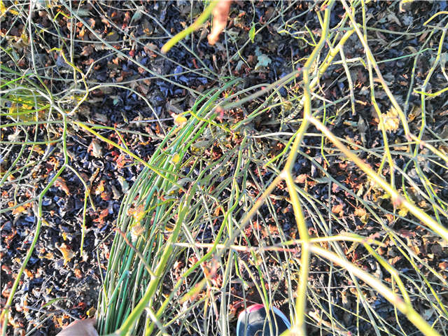 棣棠種植基地實拍 棣棠種植基地實拍