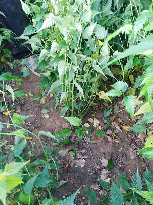 棣棠種植基地實拍 棣棠種植基地實拍