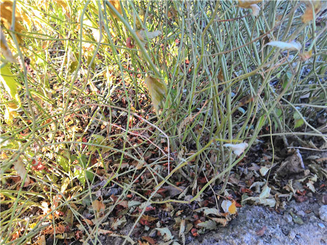 棣棠種植基地實拍 棣棠種植基地實拍