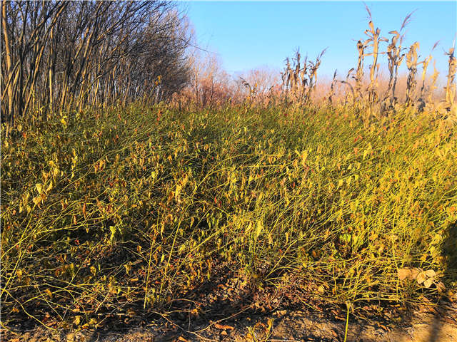 棣棠種植基地實拍 棣棠種植基地實拍