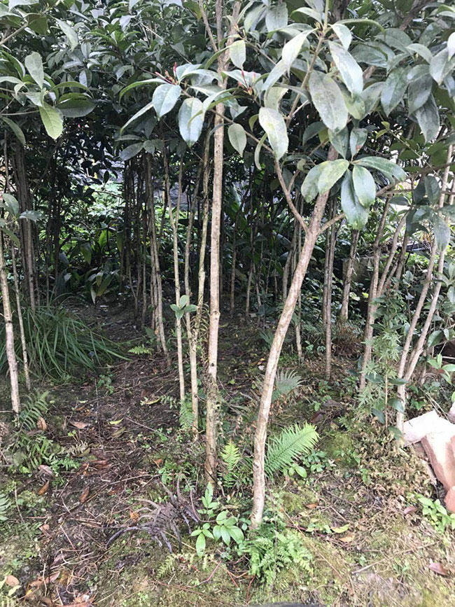 金桂樹苗價格行情，