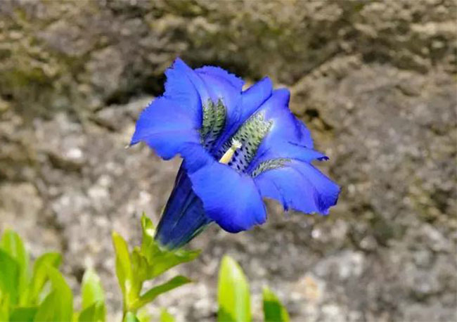龍膽花的花語是什么?龍膽花的寓意和象征