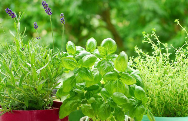 芳香植物.jpg