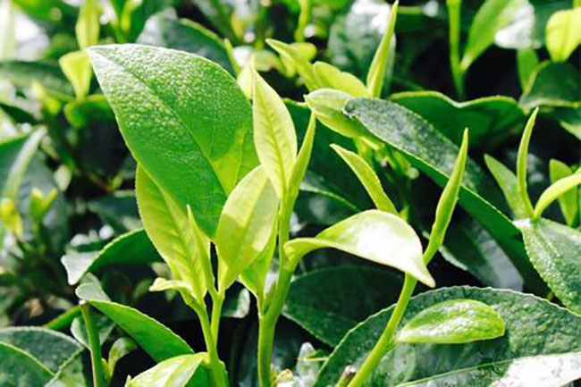 茶樹苗