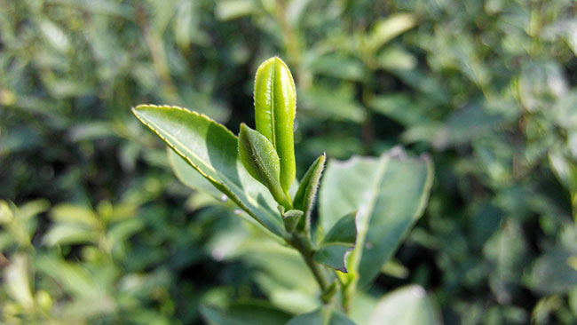 茶樹苗