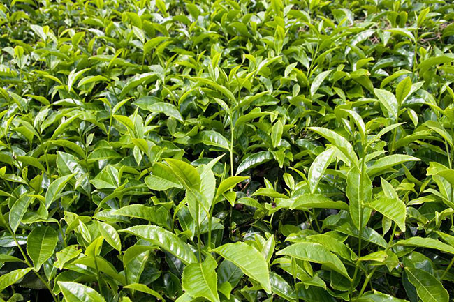 茶樹苗