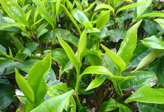 茶樹苗