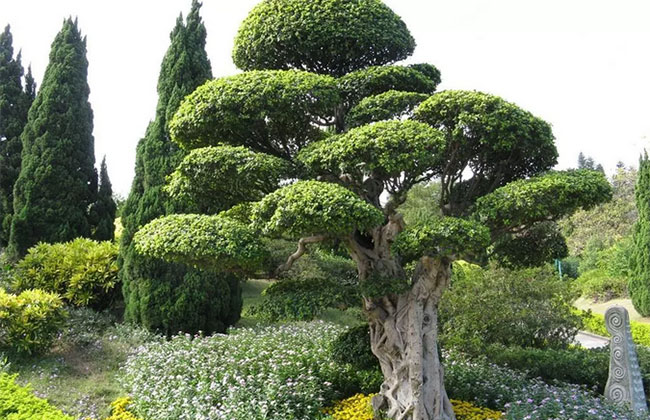苗木造型