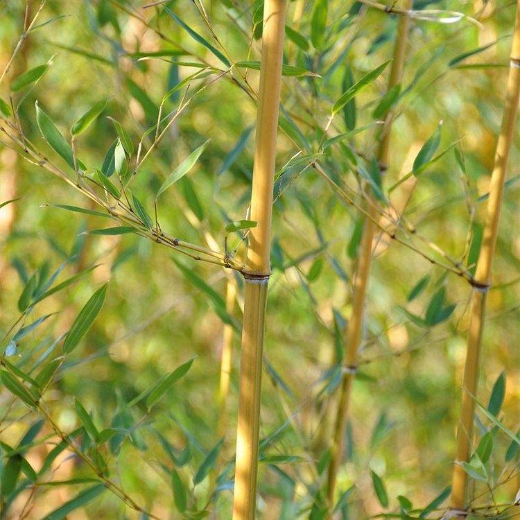 黃金竹 黃金竹